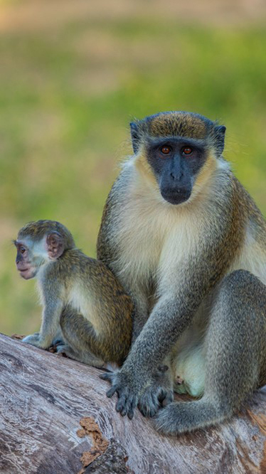 Excursion en Gambie depuis le Sénégal