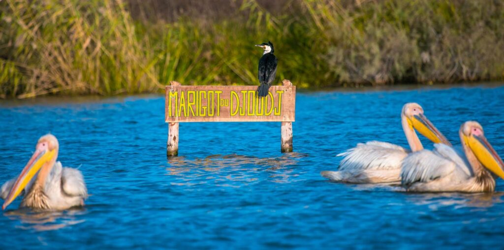 Excursion Saint-Louis & Parc du Djoudj